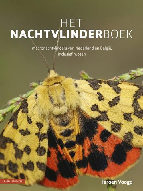 Het nachtvlinderboek -  Jeroen Voogd (ISBN: 9789050117043)