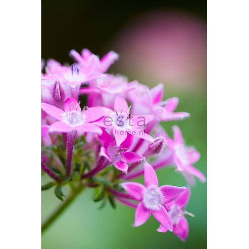 Estahome Fotobehang Star Flower Roze - 186 Cm X 279 M - 158006