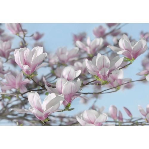 Komar Fotobehang Magnolia Roze En Blauw - 368 X 254 Cm - 611003