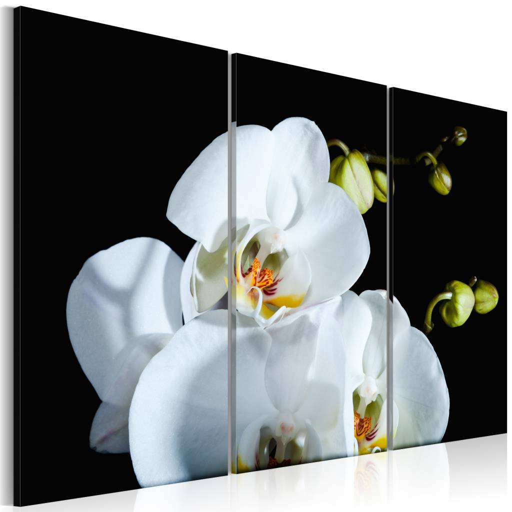 Schilderij - Orchidee in 3 delen , zwart wit