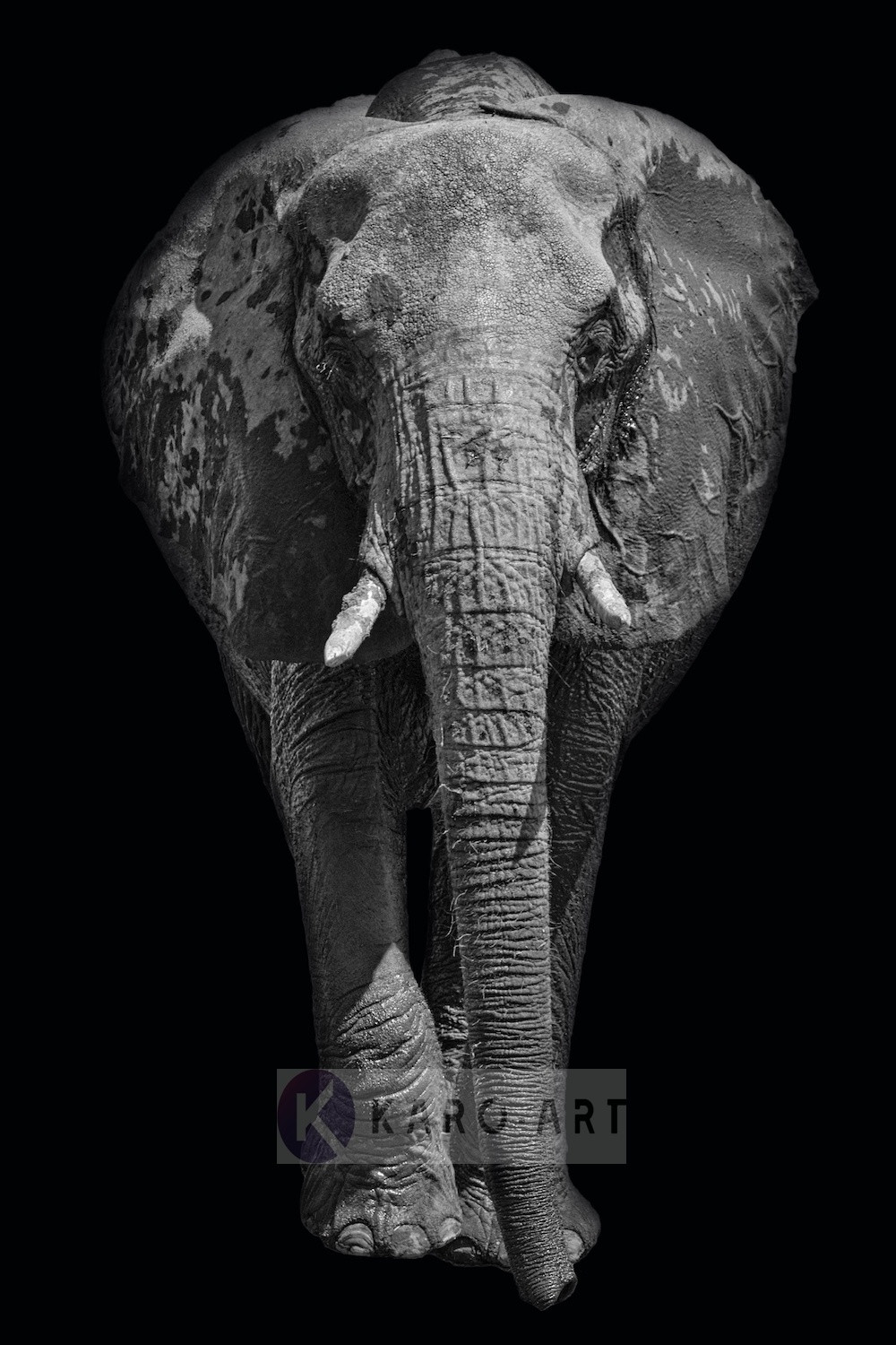 Schilderij - Afrikaanse olifant, zwart wit