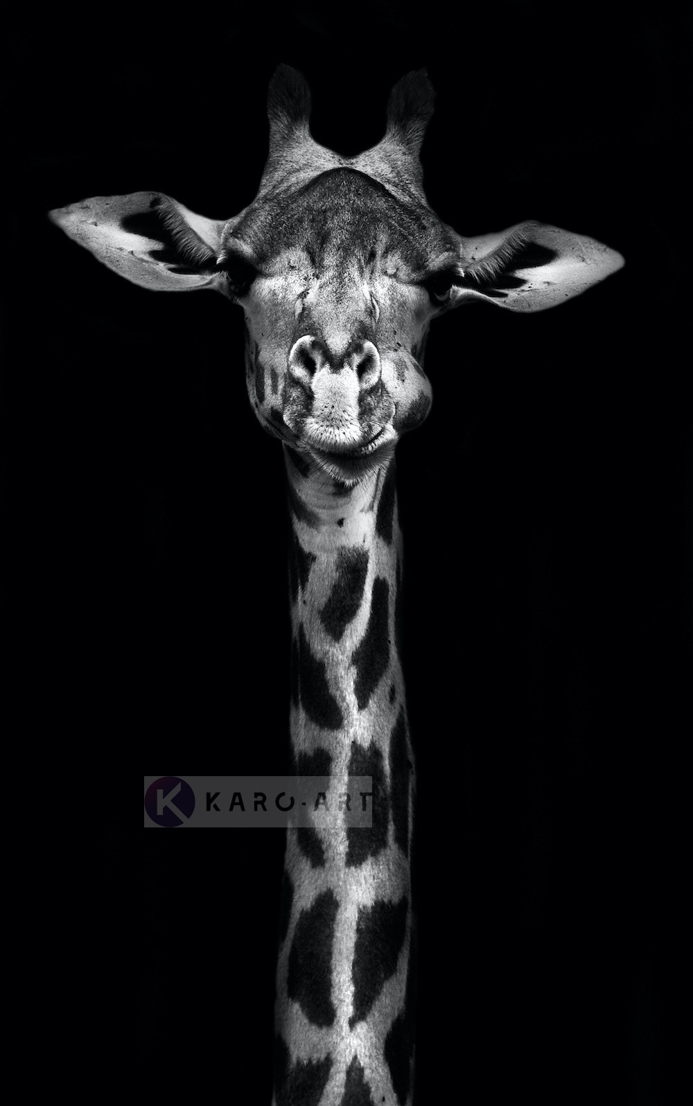 Schilderij - Giraf , Zwart wit , 3 maten , Premium print