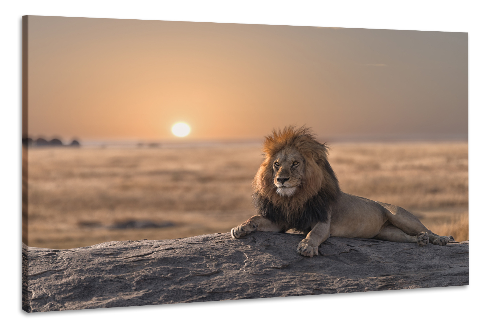 Schilderij -Leeuw bij zonsondergang, 90x60cm. dieren, wanddecoratie
