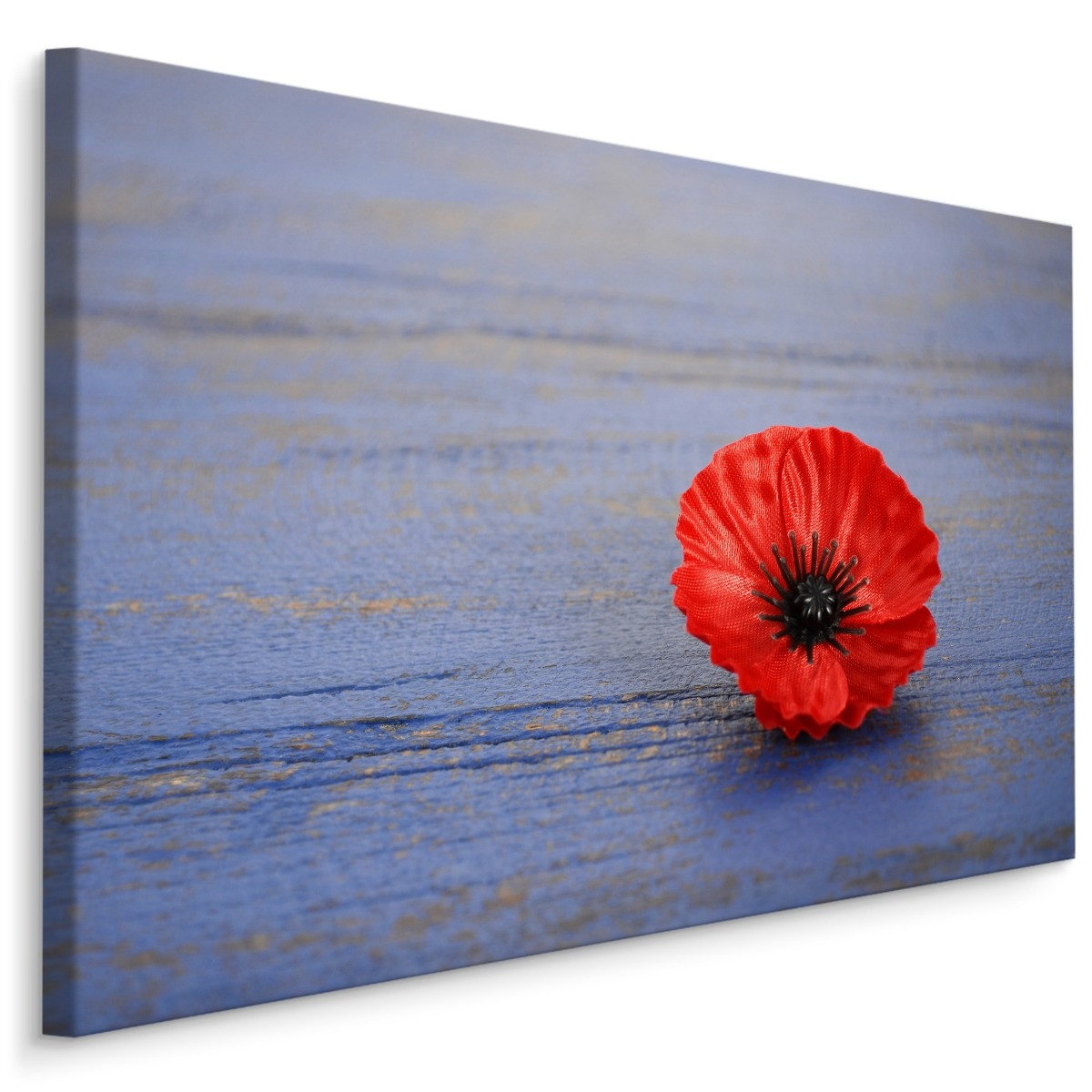 Schilderij - Klaproos op blauw hout (print op canvas), premium print