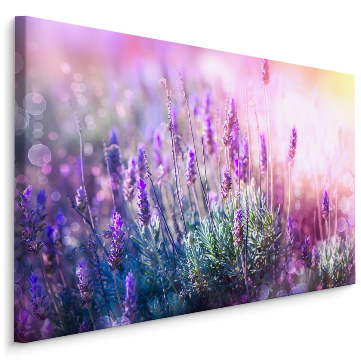 Schilderij - Bloeiende Lavendel, Paars, Premium Print