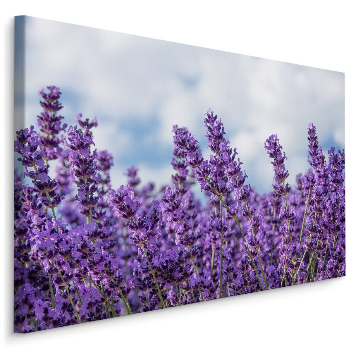 Schilderij - Lavendel in het Veld, Premium Print, 5 maten