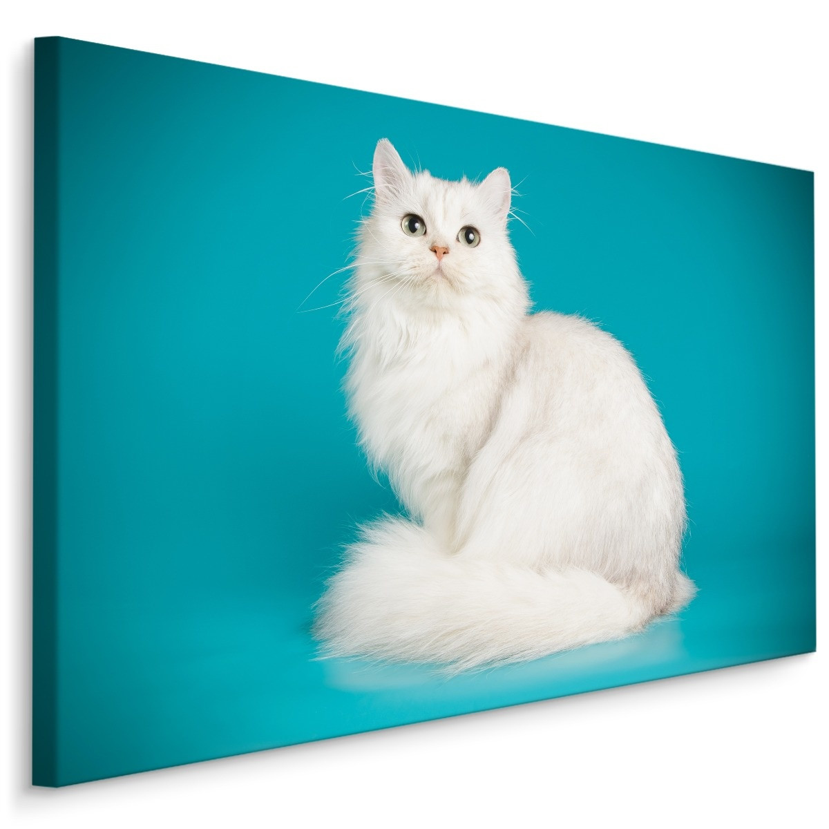 Schilderij - Witte Kat met Blauwe achtergrond, Premium print