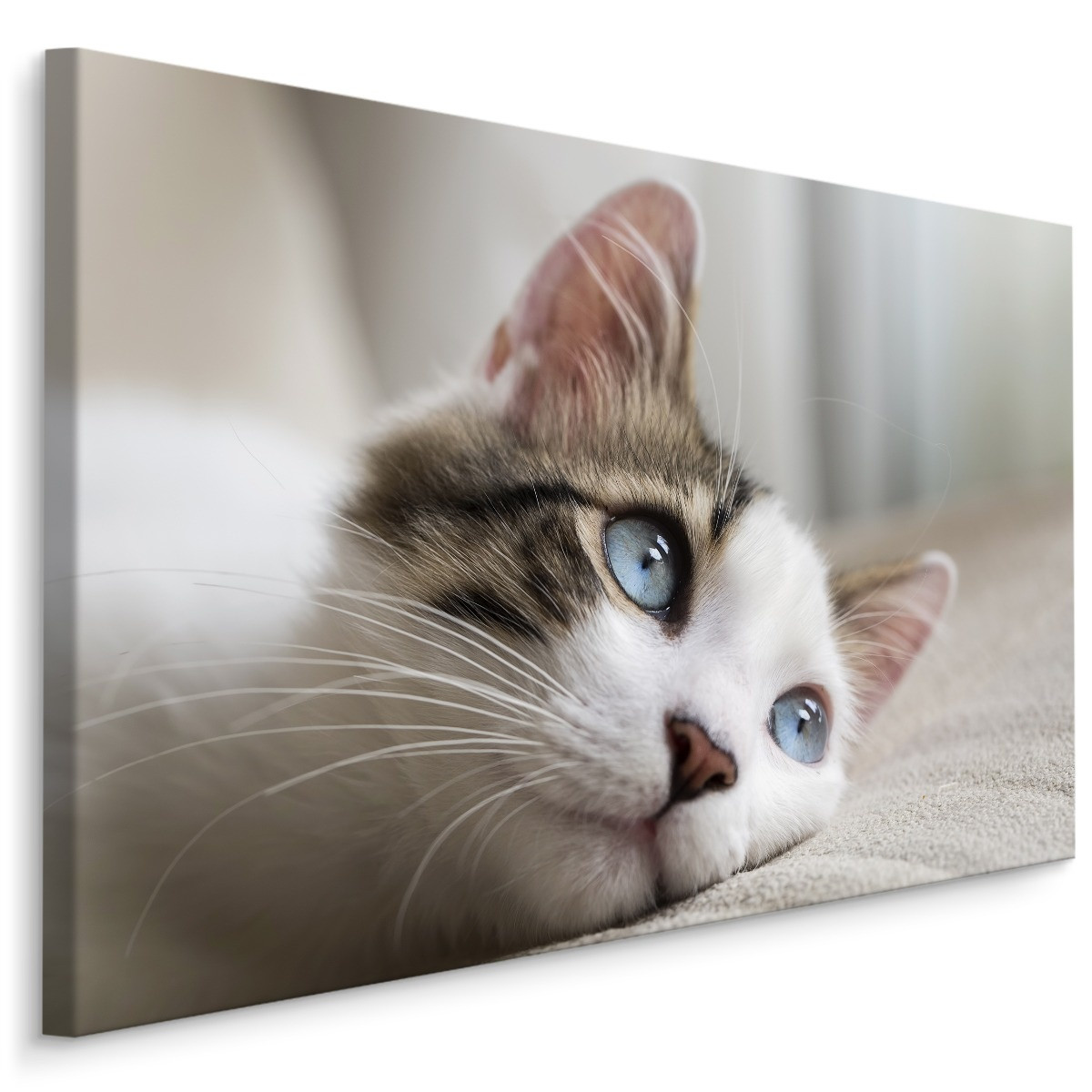 Schilderij - Dromerige Kitten, Premium Print, 5 maten