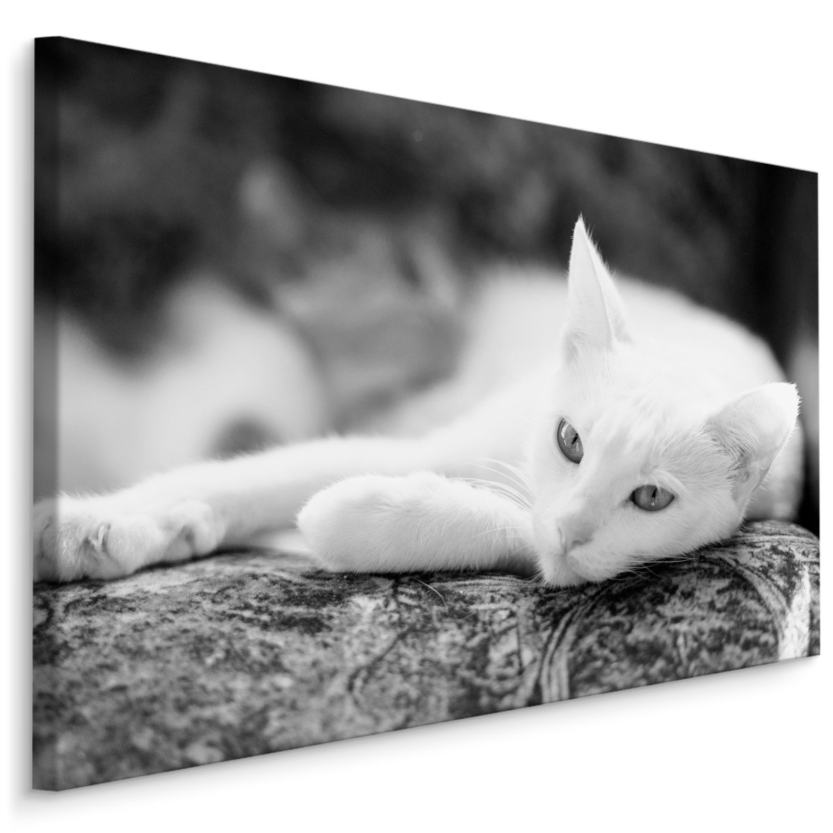 Schilderij - Rustende Witte Kat, Premium Kwaliteit, Zwart/wit