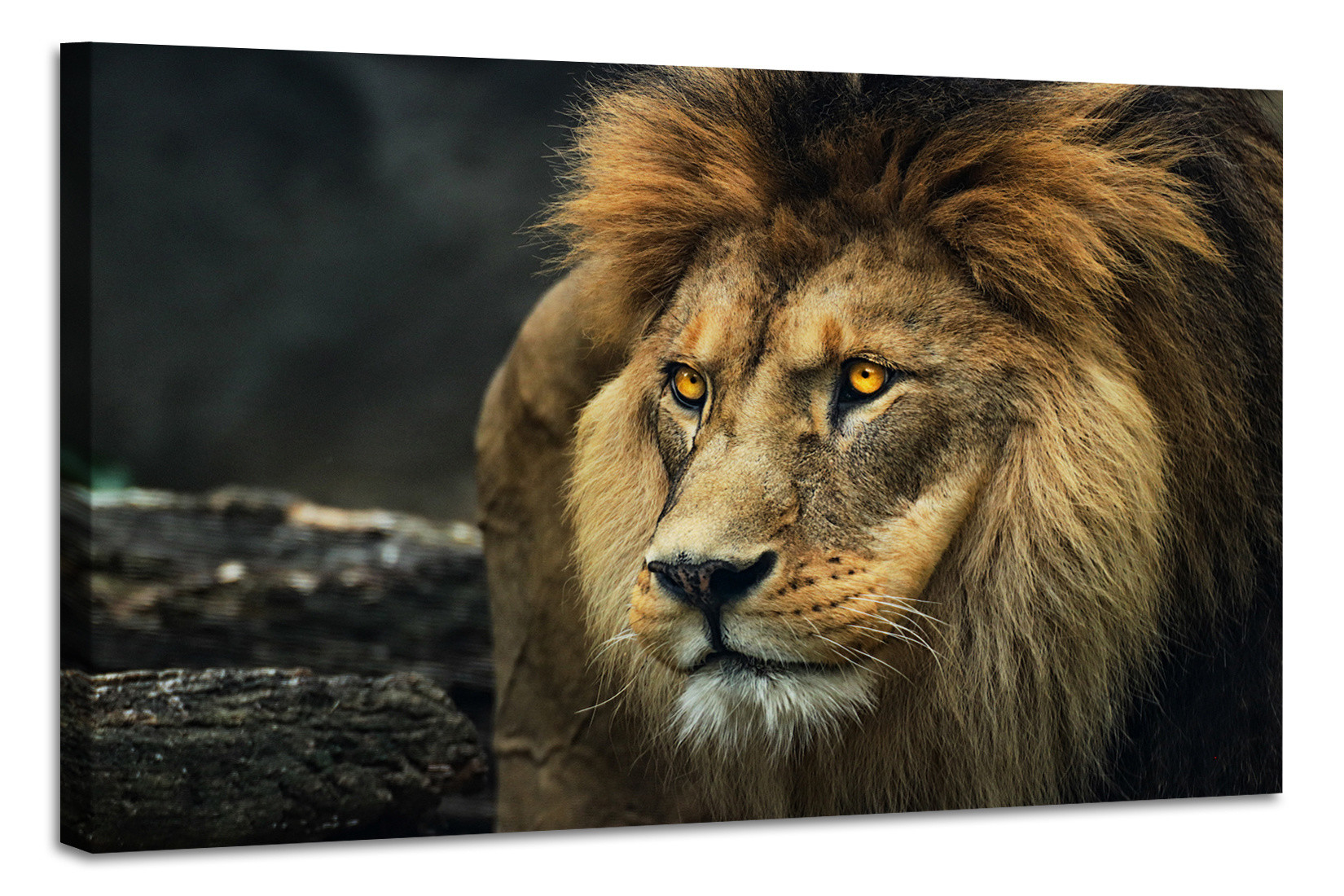 Schilderij Portret van een Leeuw, 2 maten, premium print