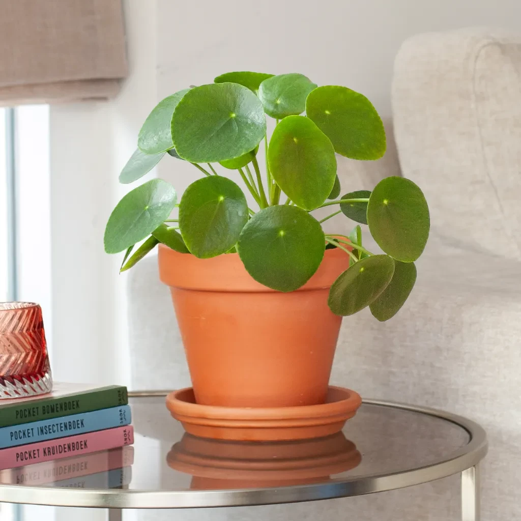 Pannenkoekplant - Pilea Peperomioides - P12