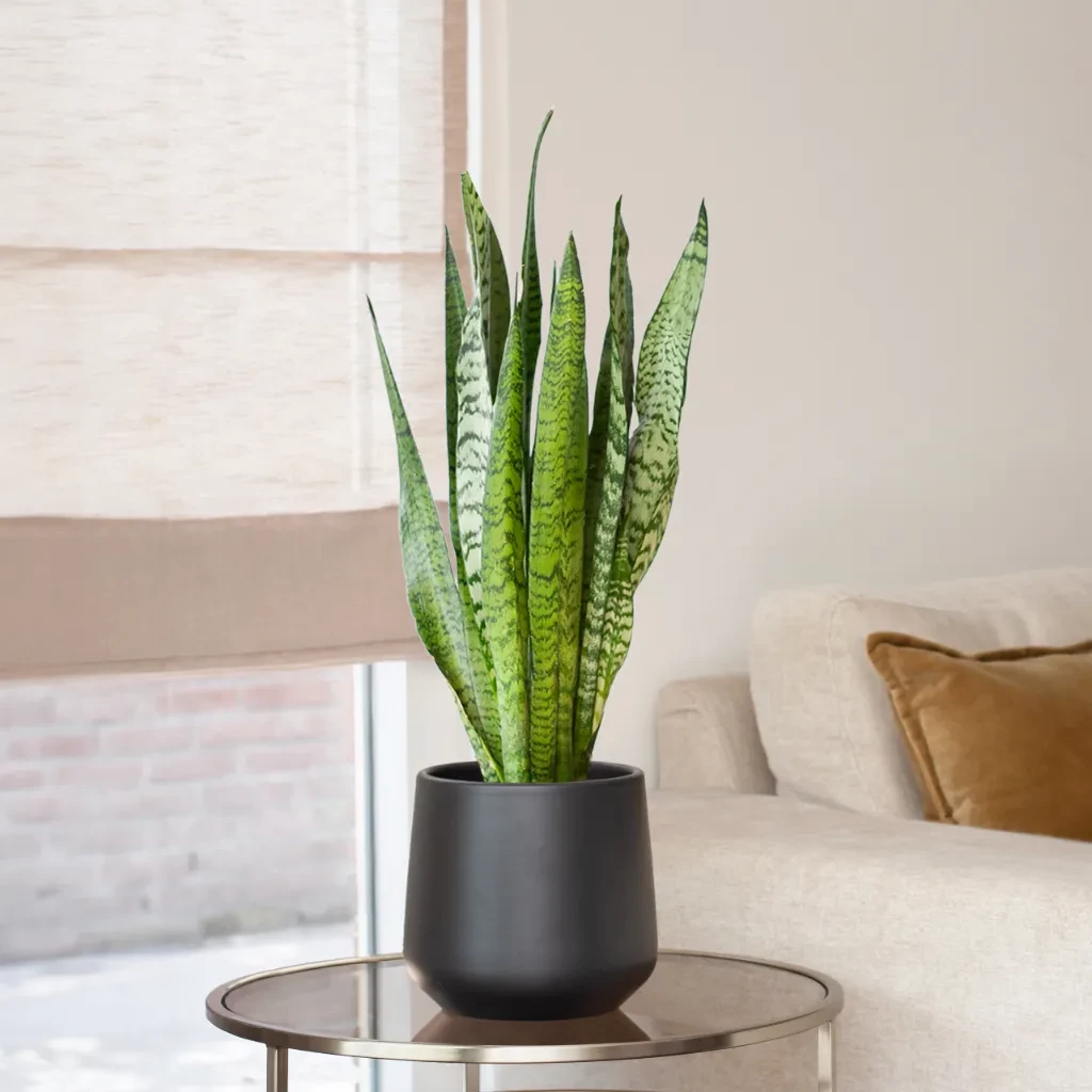 Sansevieria Zeylanica (Vrouwentong) - P17