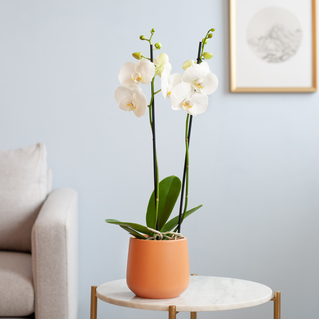 Phalaenopsis Vlinderorchidee - P12