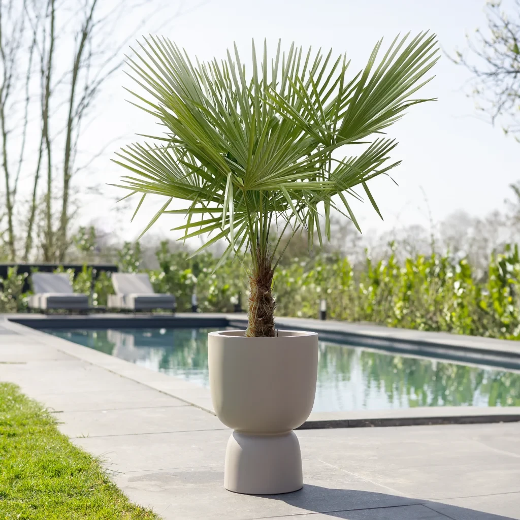 Trachycarpus Fortunei - Chinese Waaierpalm - P30