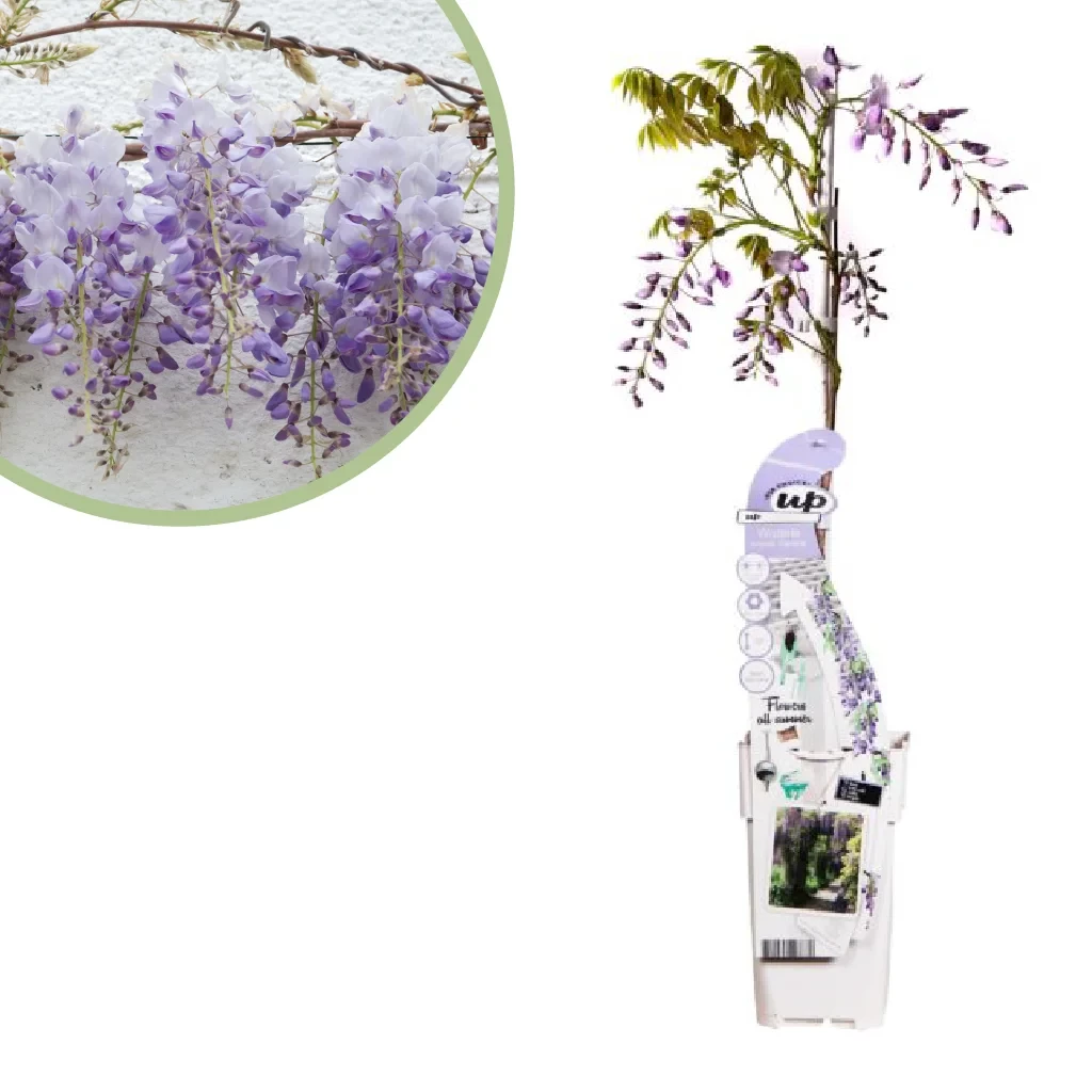 Wisteria sinensis Caroline - Blauwe Regen - P15