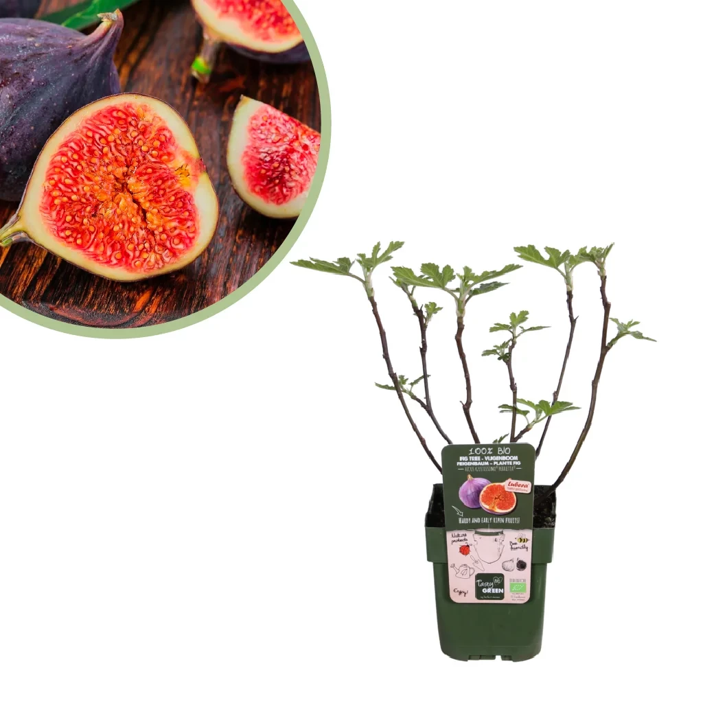 Ficus Gustissimo Perretta - Vijgenboompje Bio - P13