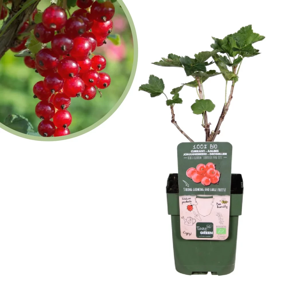 Ribes Rubrum Jonkheer van Tets - Aalbesstruik Bio - P13