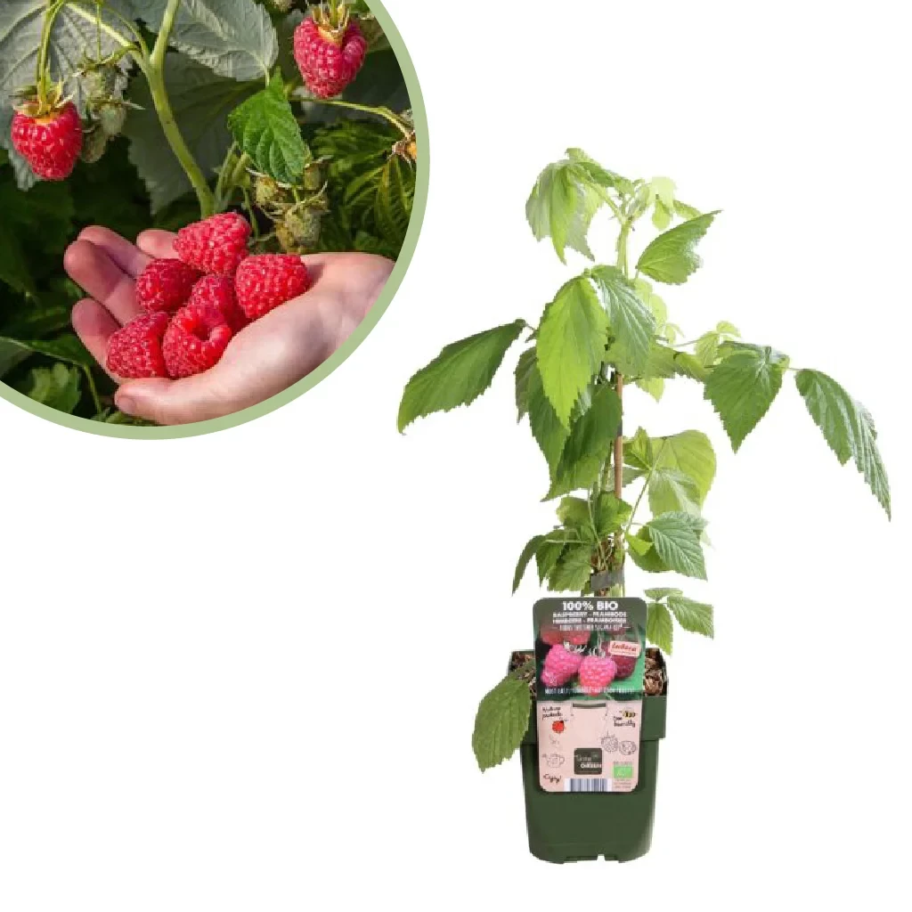 Rubus Idaeus Twotimer Sugana Red - Frambozenplant - P13