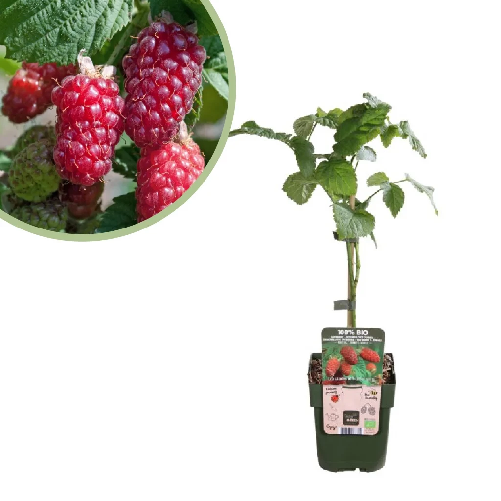 Rubus Tayberry - Hybride Fruitplant - P13