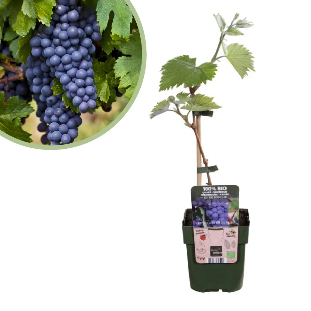 Vitis vinifera Boskoop Glory - Blauwe Druivenplant - P13