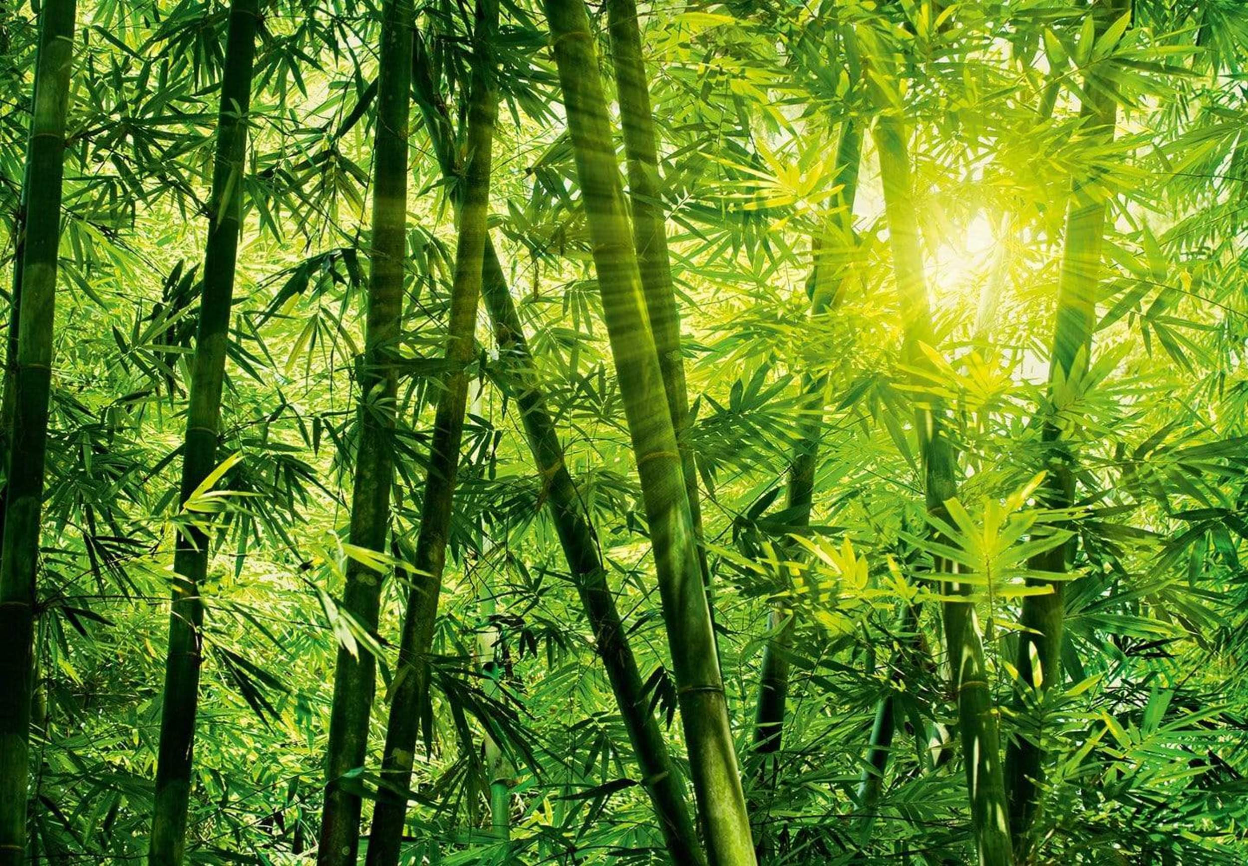 Fotobehang - Bamboo Forest 366x254cm - Papierbehang