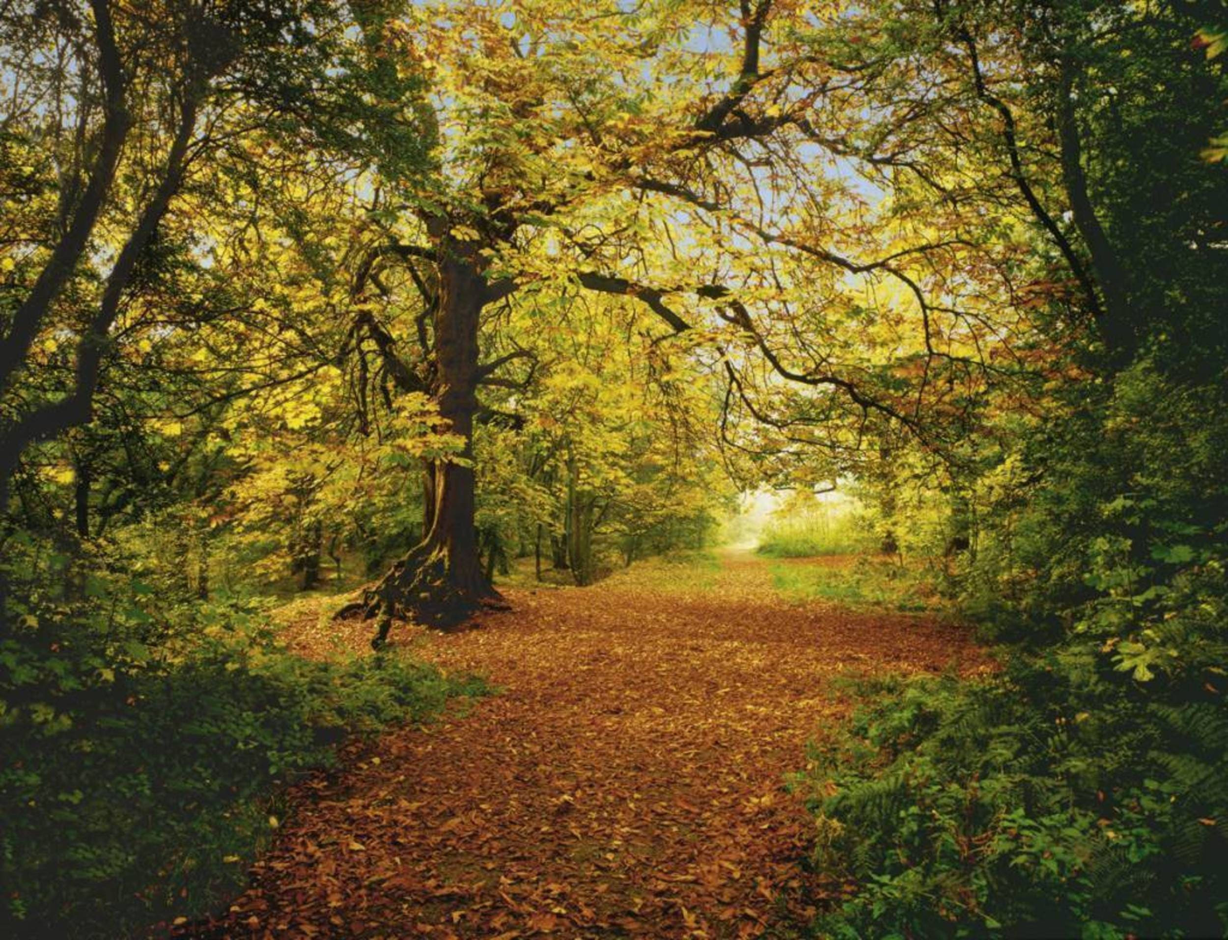 Fotobehang - Autumn Forest 388x270cm - Papierbehang