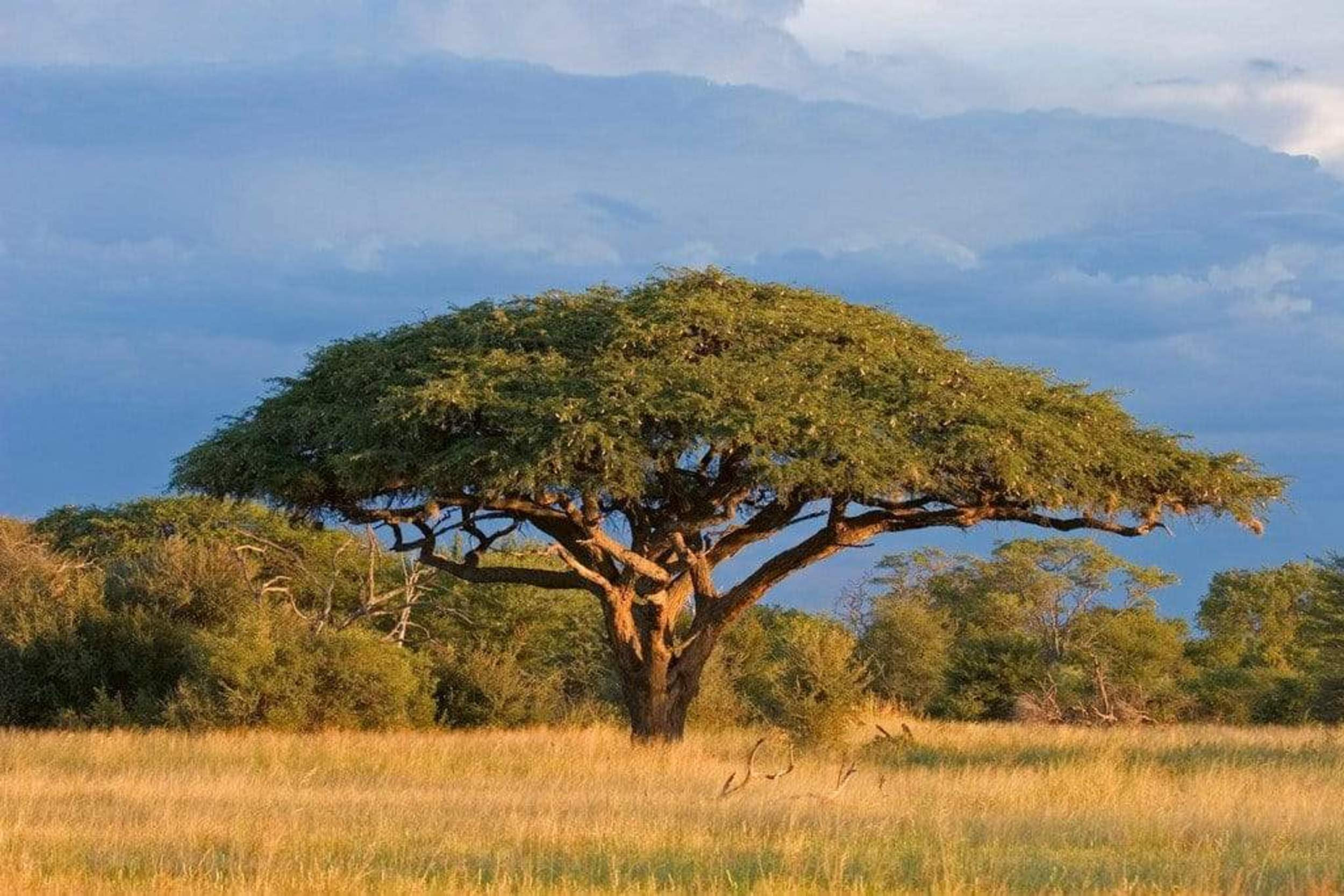 Fotobehang - Acacia Tree 375x250cm - Vliesbehang