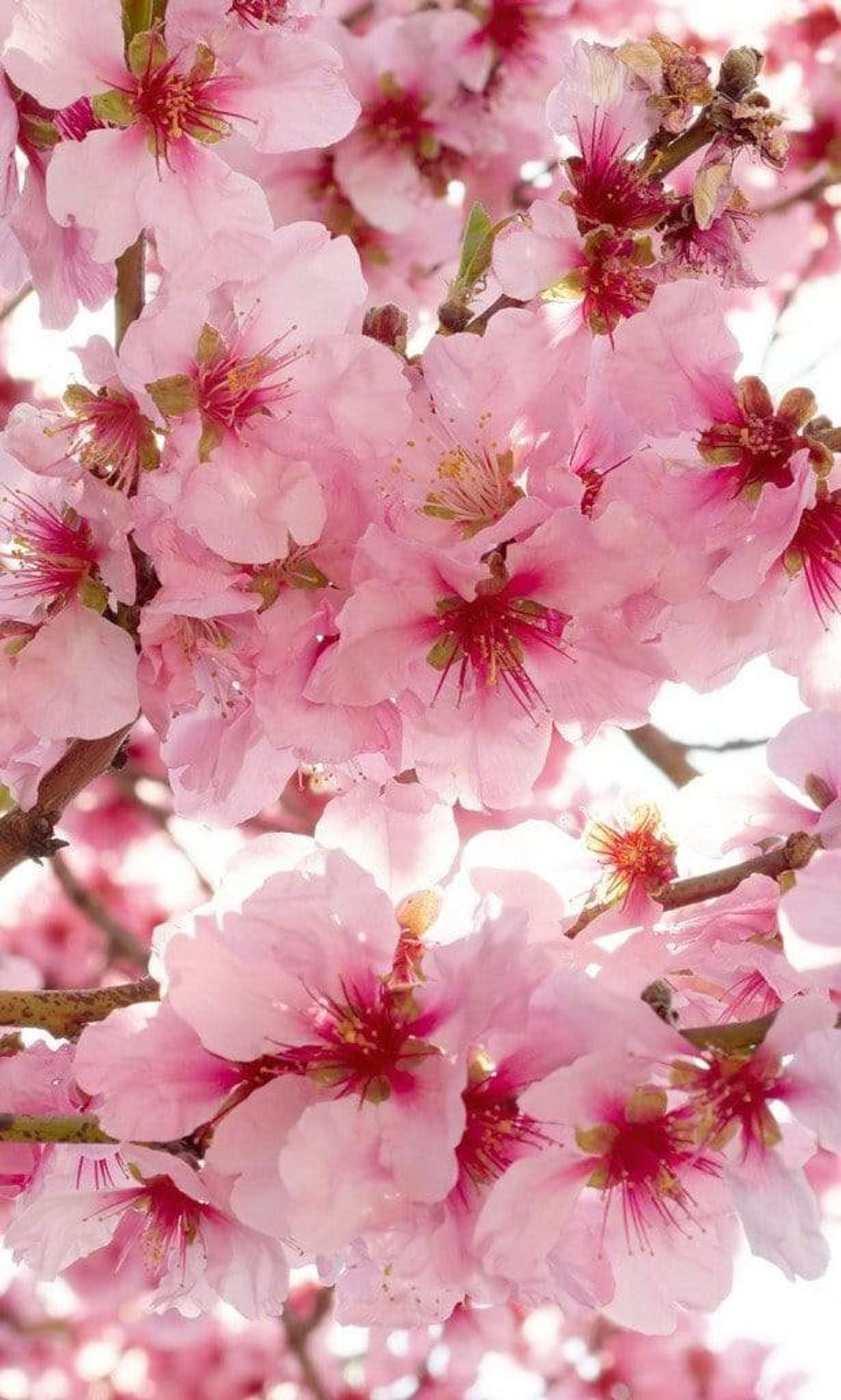 Fotobehang - Apple Blossom 150x250cm - Vliesbehang