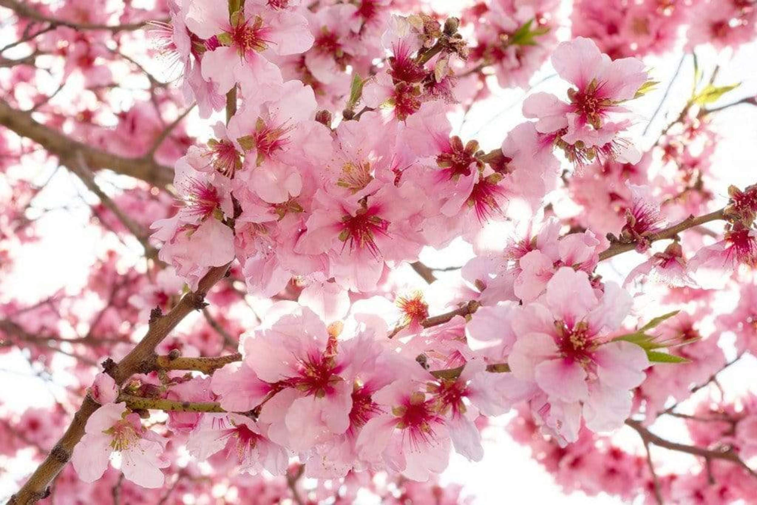 Fotobehang - Apple Blossom 375x250cm - Vliesbehang