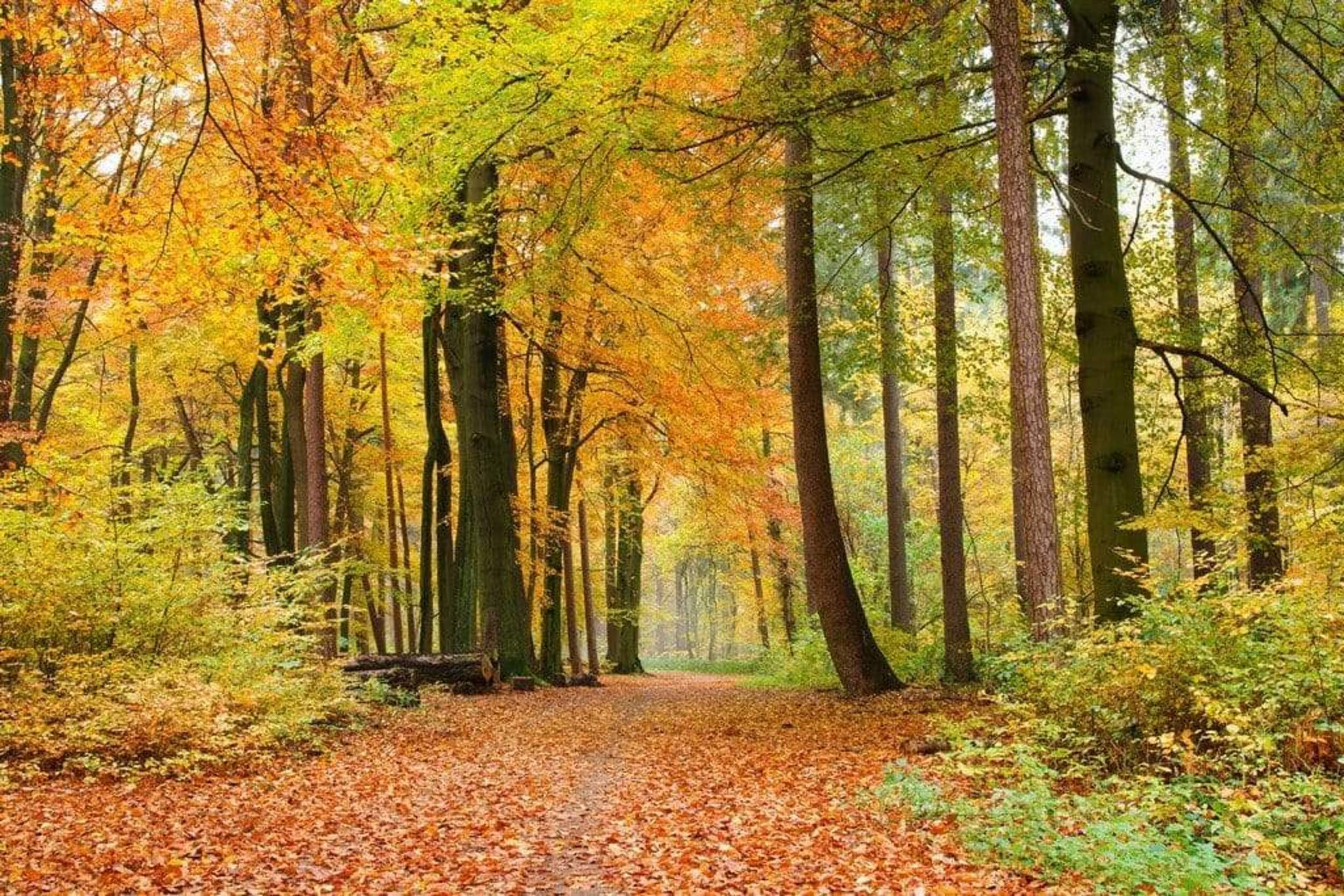 Fotobehang - Autumn Forest 375x250cm - Vliesbehang