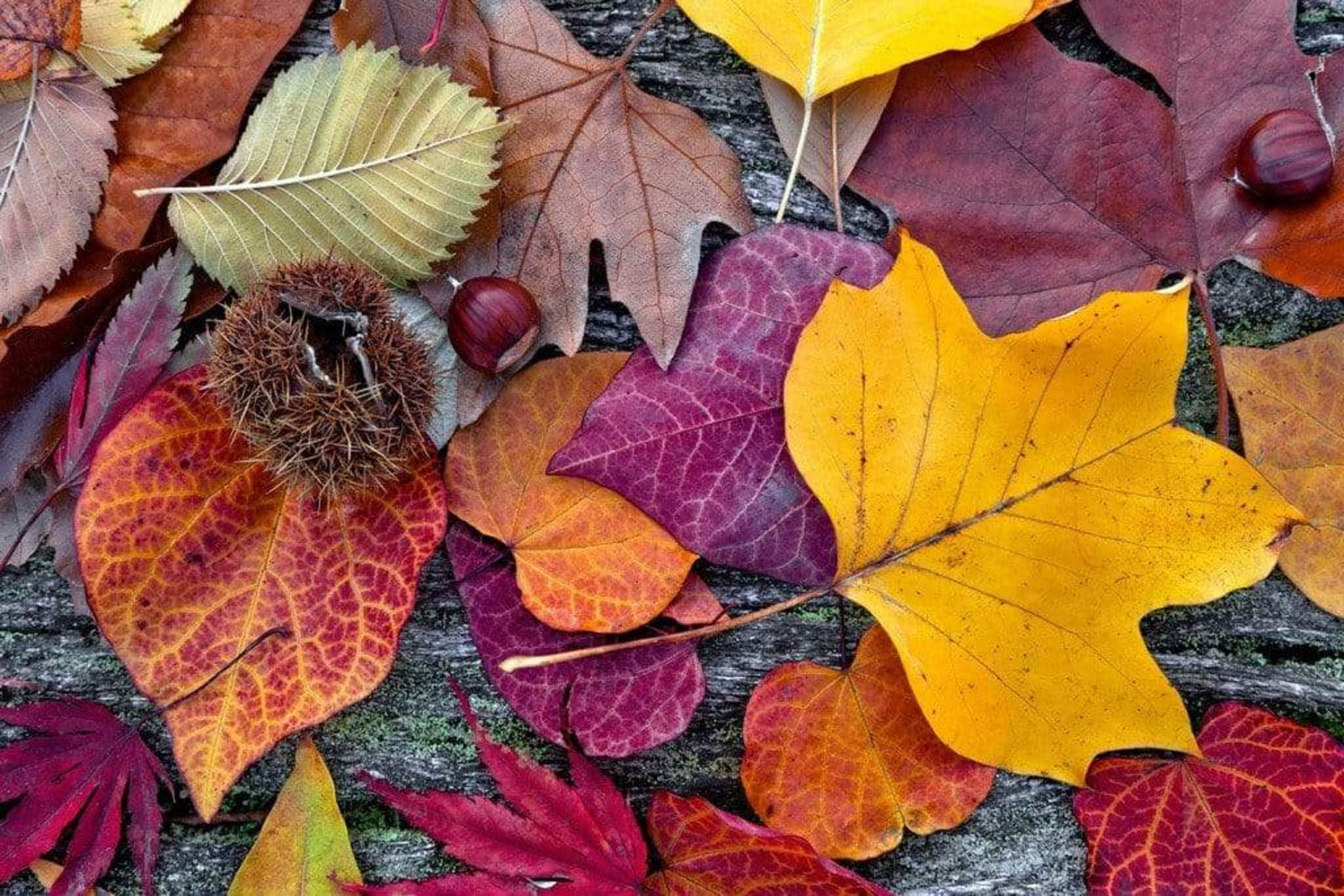Fotobehang - Autumn Leaves 375x250cm - Vliesbehang
