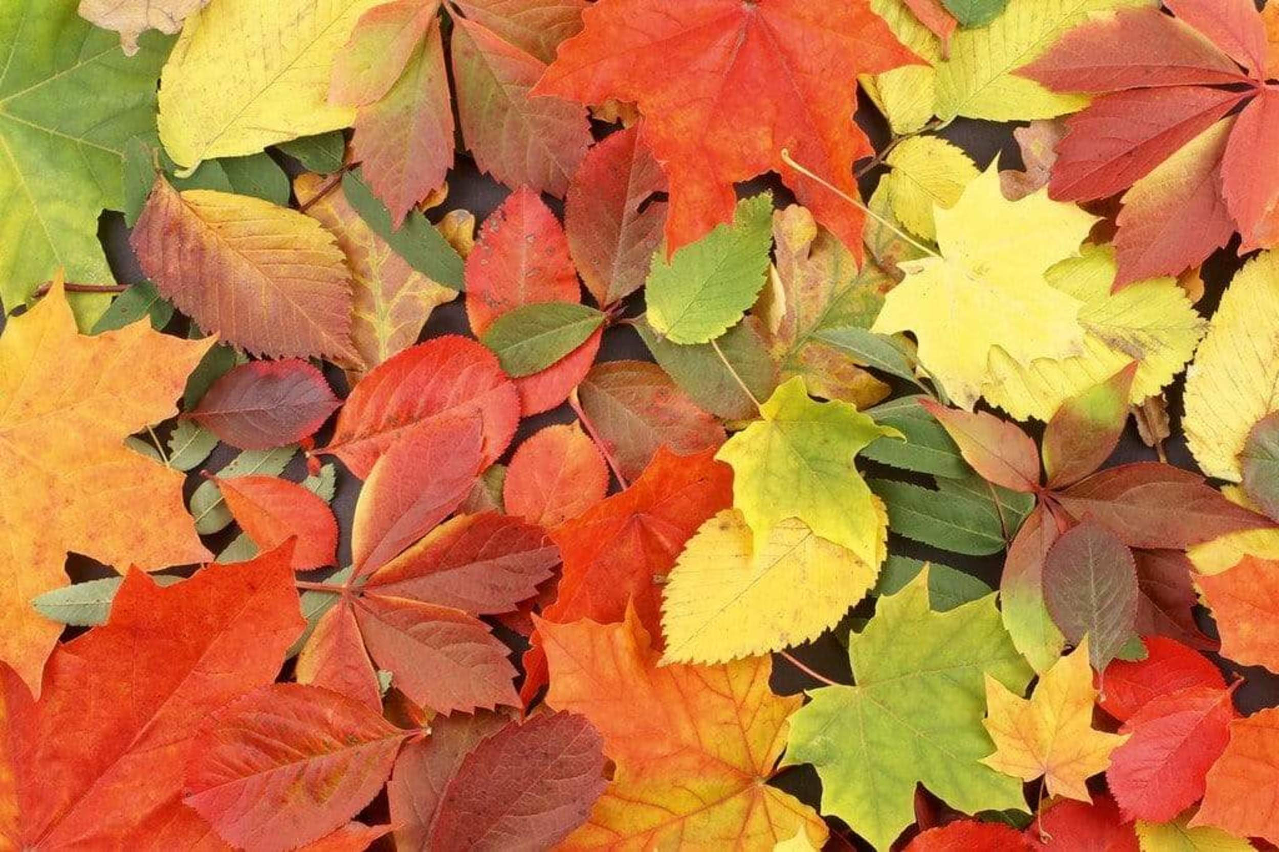 Fotobehang - Colourful Leaves 375x250cm - Vliesbehang