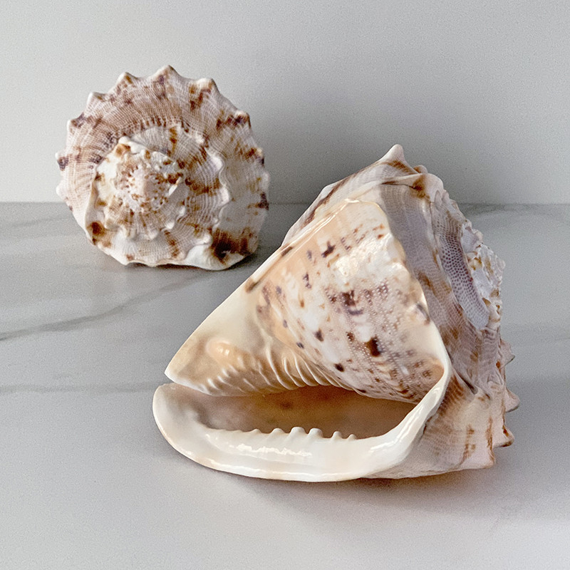 Статуэтка Cassis Cornuta Shell