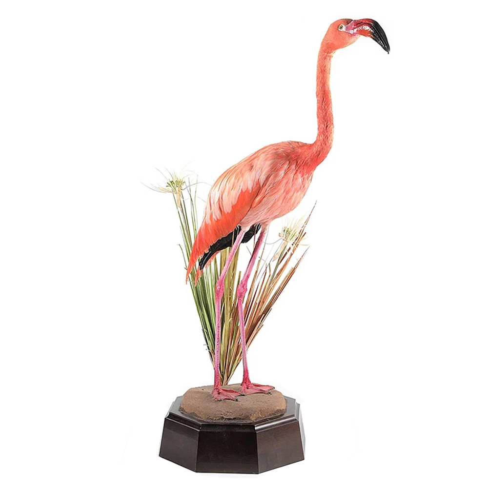 Настоящее чучело фламинго Pink Flamingo