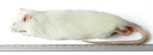 Kiezebrink - Ingevroren Rat Regular 150-250gr.