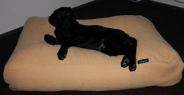 Dog's Companion® Hondenkussen maïsgeel meubelstof extra small