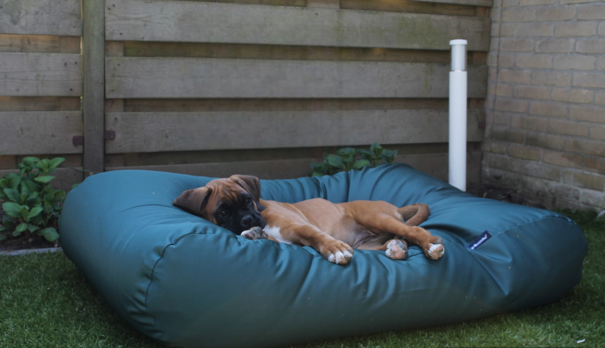 Dog's Companion® Hondenbed groen vuilafstotende coating medium