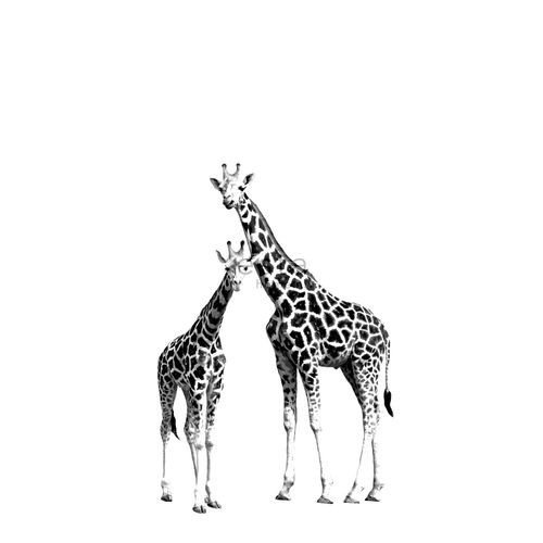 Estahome Fotobehang Giraffen Zwart En Wit - 139,5 Cm X 2,79 M - 158701