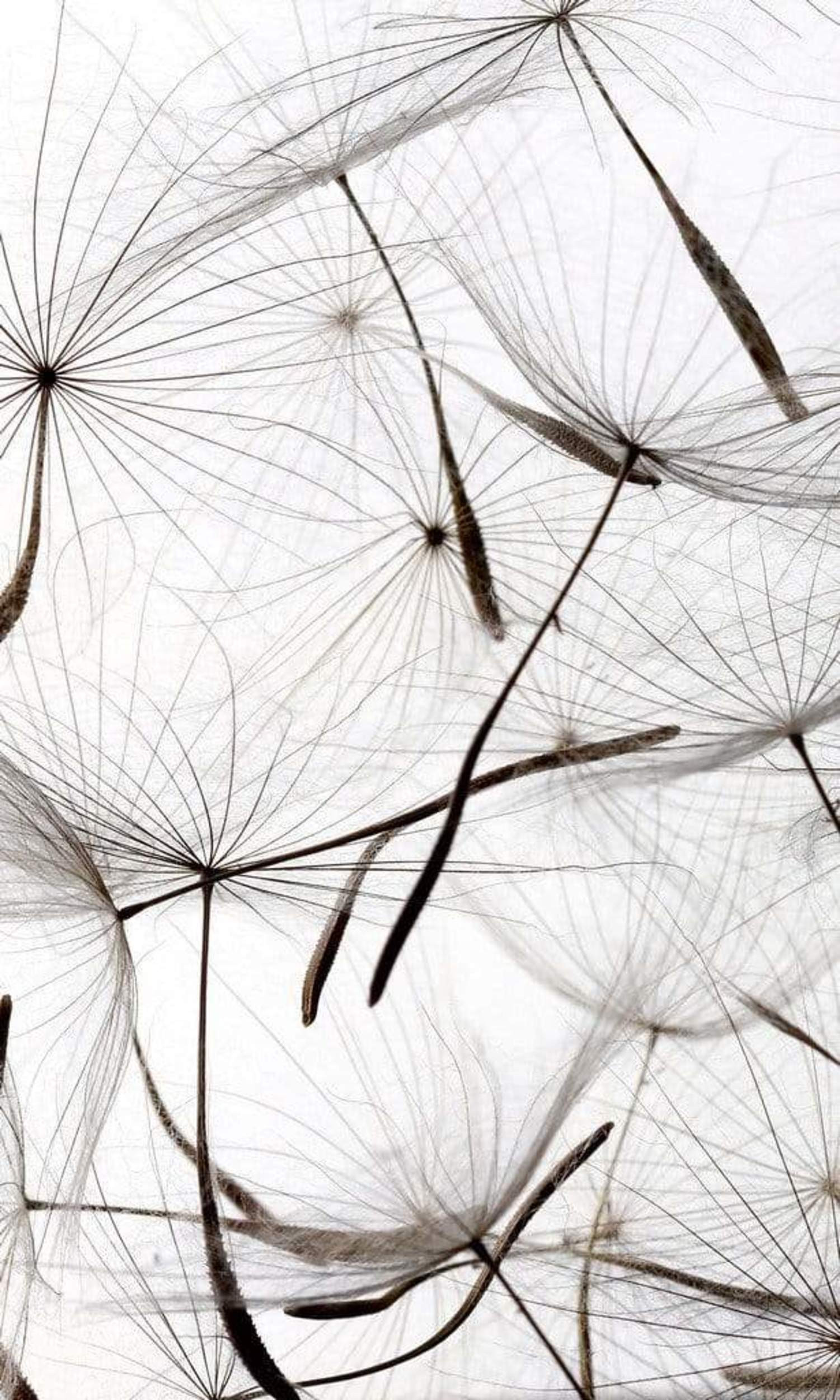 Fotobehang - Dandelion Seeds 150x250cm - Vliesbehang