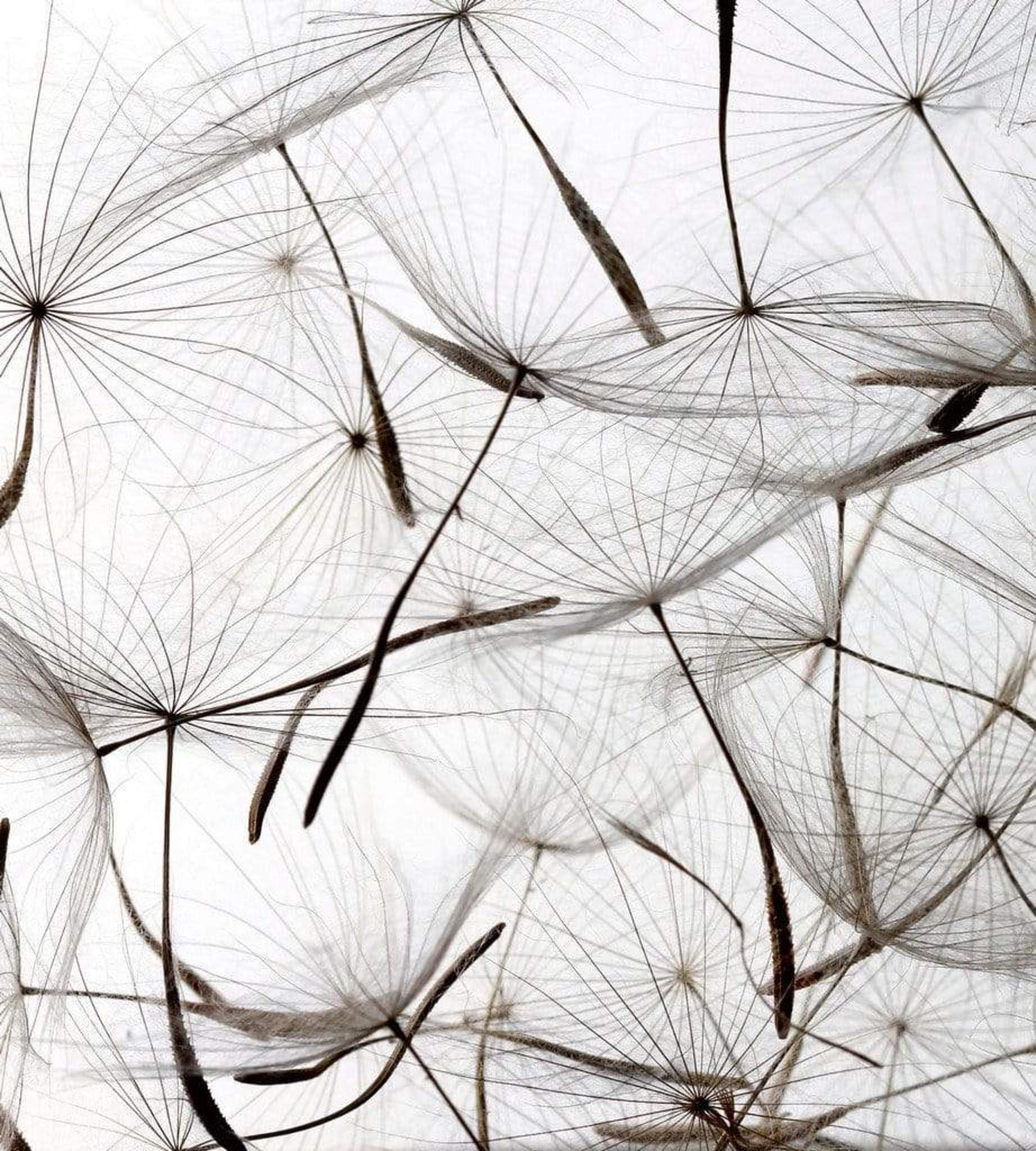Fotobehang - Dandelion Seeds 225x250cm - Vliesbehang
