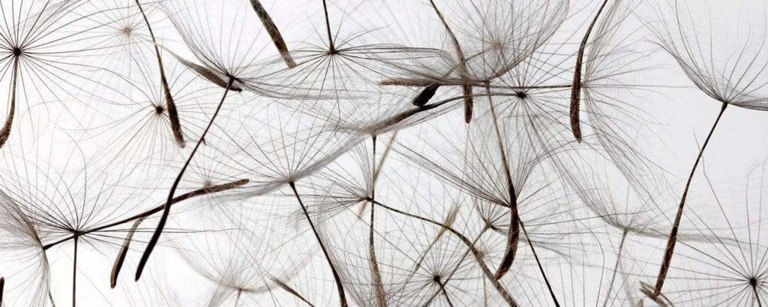 Fotobehang - Dandelion Seeds 375x150cm - Vliesbehang