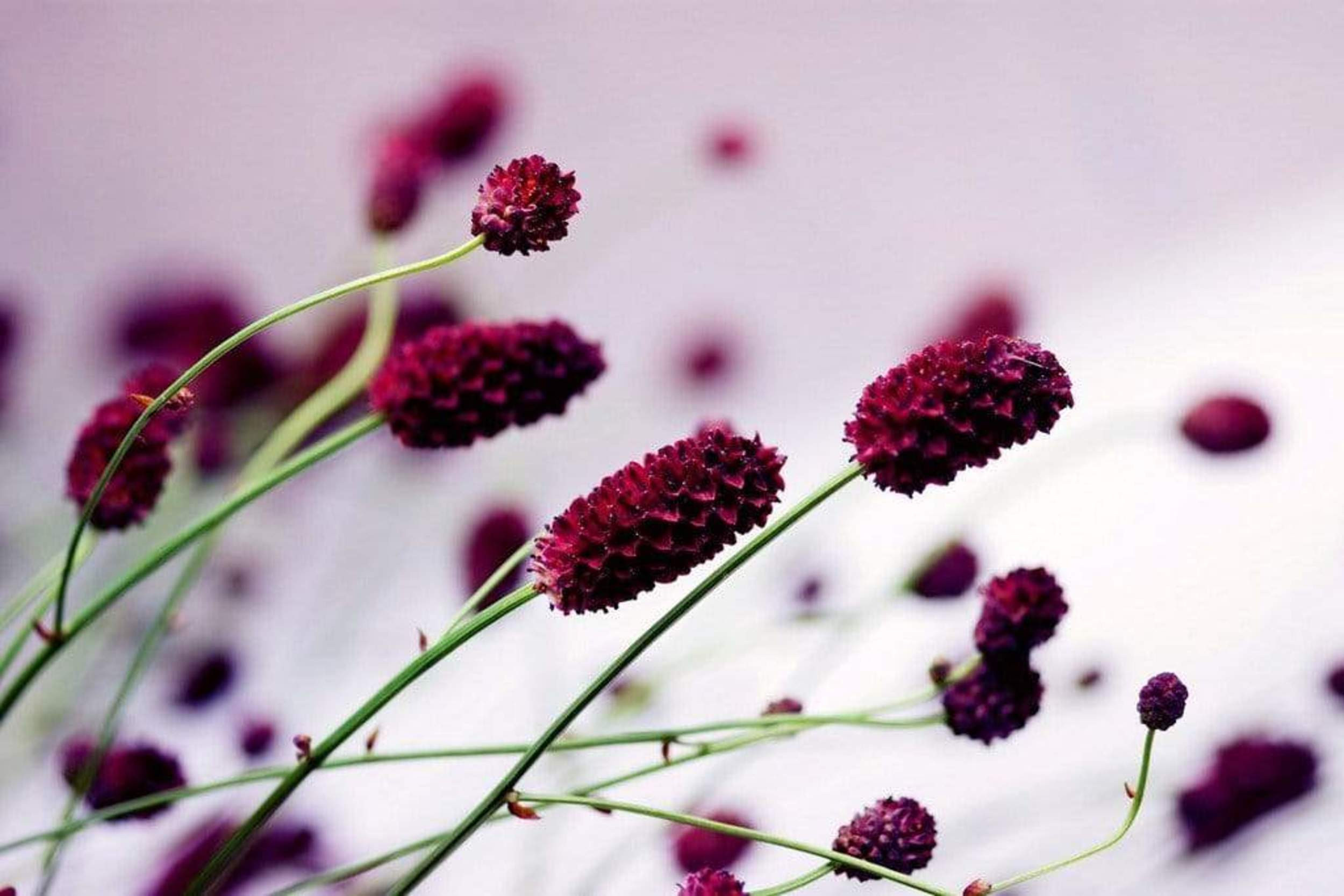 Fotobehang - Floral Violet 375x250cm - Vliesbehang