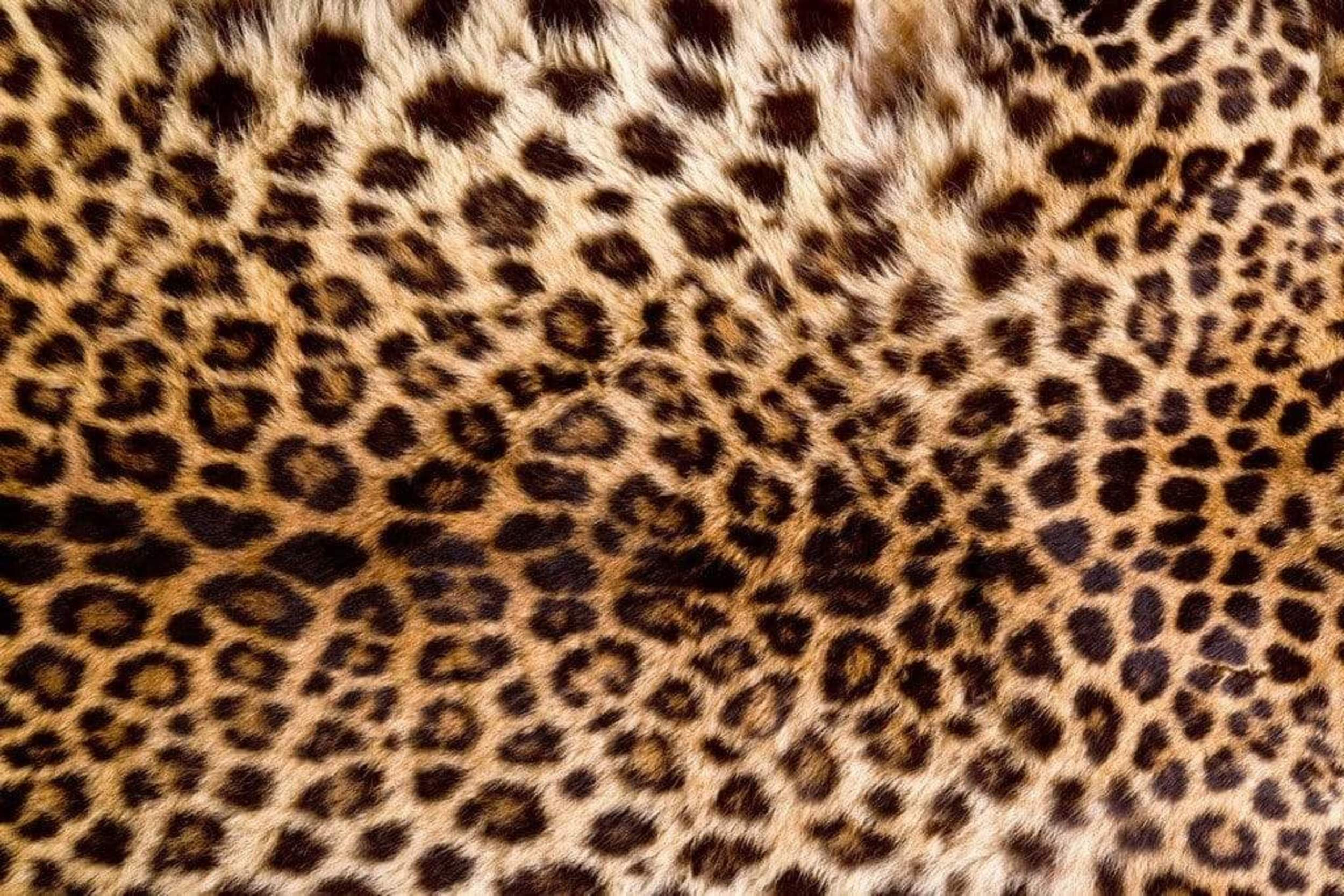 Fotobehang - Leopard Skin 375x250cm - Vliesbehang