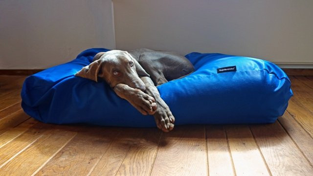 Dog's Companion® Hondenkussen kobalt blauw vuilafstotende coating small