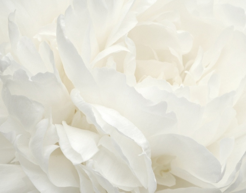 Noordwand Atmosphere Fotobehang met grote witte bloem G78424