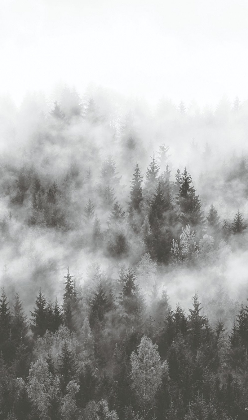 Noordwand Smart Art Easy Fotobehang bos in de mist 47268