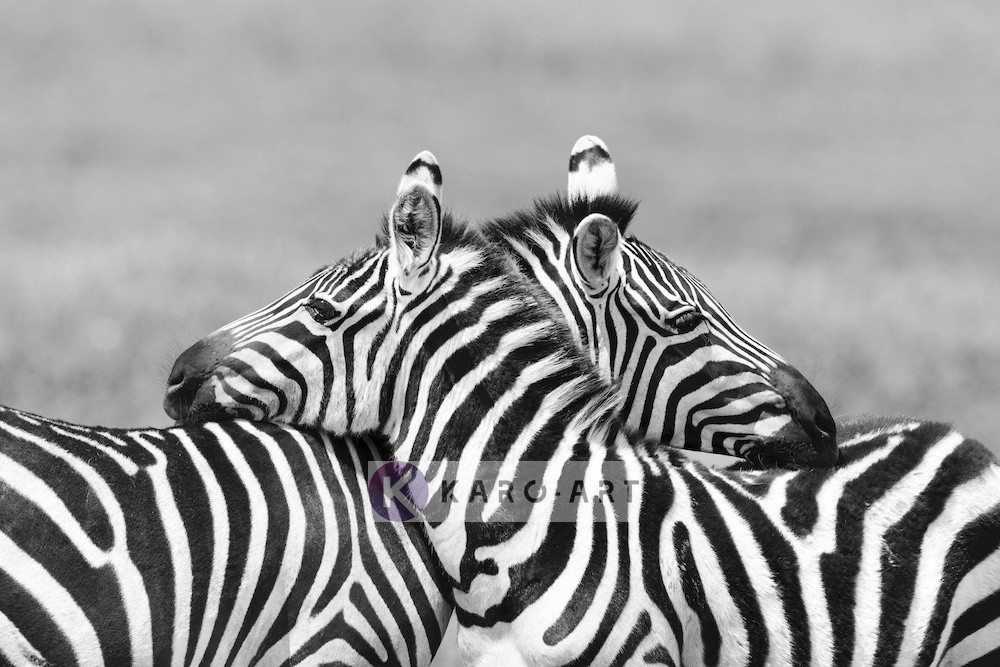 Afbeelding op acrylglas - Zebra liefde in zwart wit