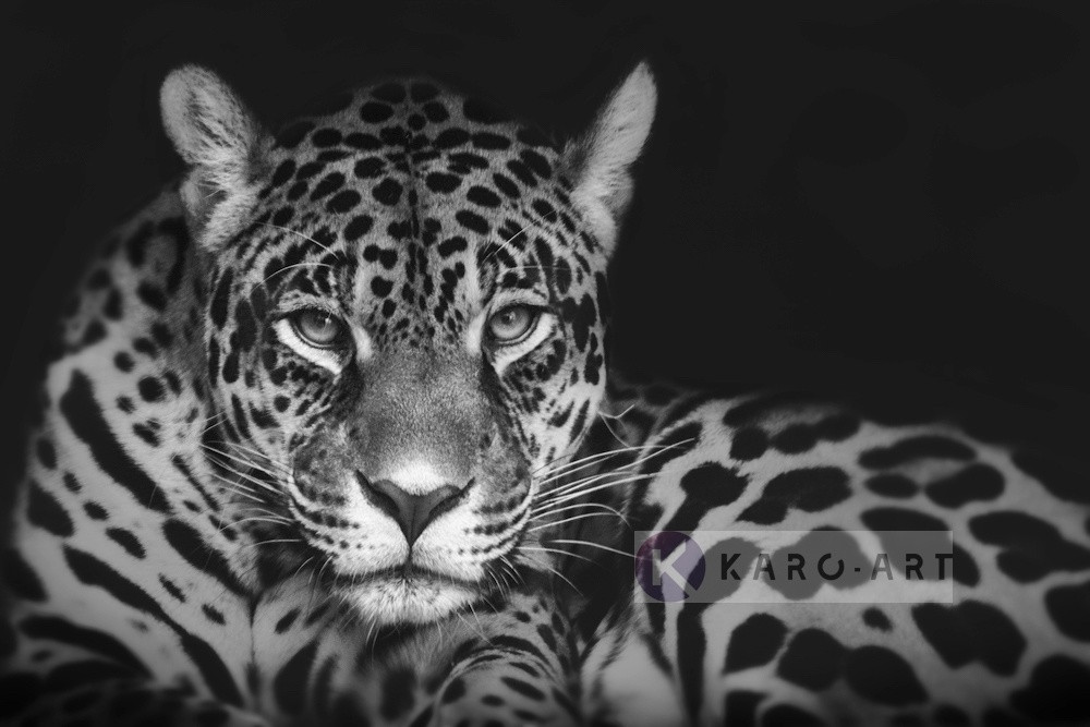 Afbeelding op acrylglas - Jaguar in zwart en wit