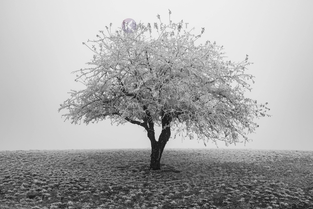 Afbeelding op acrylglas - Eenzame boom in het zwart wit