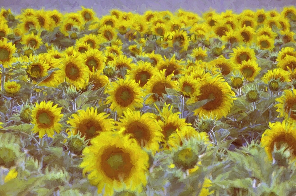 Afbeelding op acrylglas - Veld vol zonnebloemen, digitale kunst.